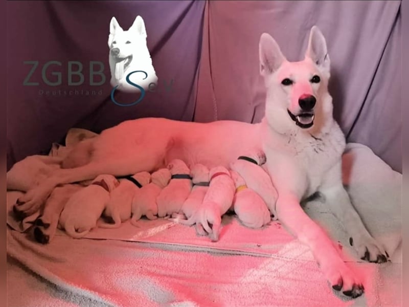 Berger Blanc Suisse Welpen