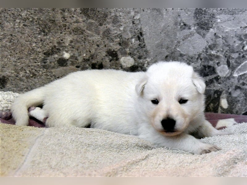 Berger Blanc Suisse Welpen