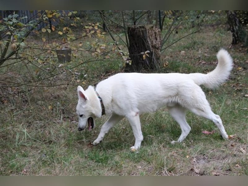 Billy, Weißer Schäferhund, geb. 2016, ein Traumhund, su. Besitzer mit Haus und Hof