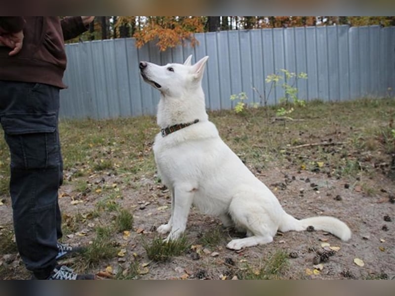 Billy, Weißer Schäferhund, geb. 2016, ein Traumhund, su. Besitzer mit Haus und Hof