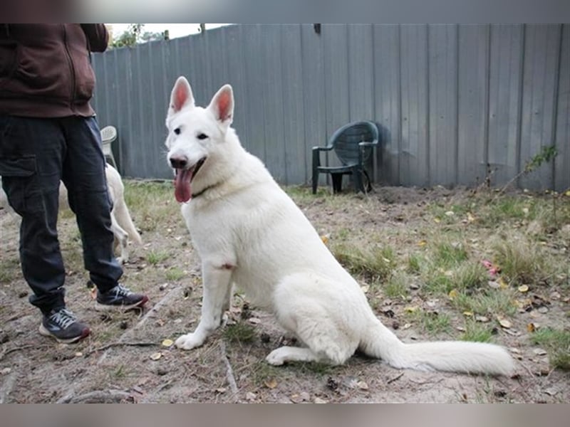 Billy, Weißer Schäferhund, geb. 2016, ein Traumhund, su. Besitzer mit Haus und Hof