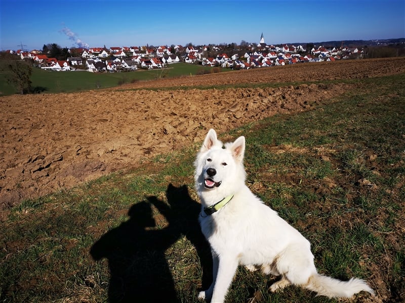 Sehr Erfahrener Deckrüde Weißer Schäferhund