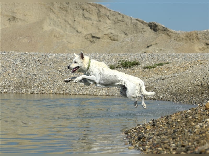 Sehr Erfahrener Deckrüde Weißer Schäferhund