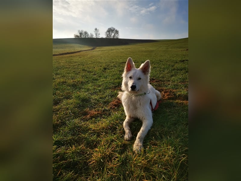 Sehr Erfahrener Deckrüde Weißer Schäferhund