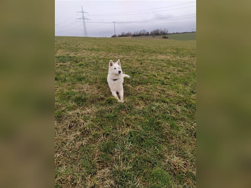 Sehr Erfahrener Deckrüde Weißer Schäferhund