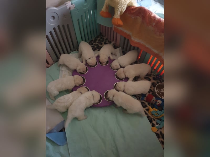 Babyalarm von weißen Engeln