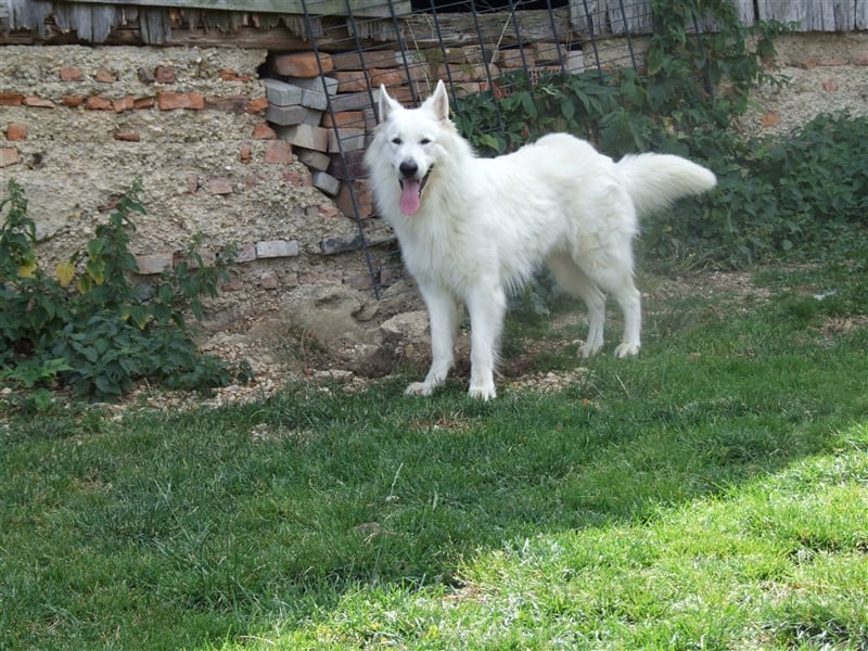Weißer Schweizer Schäferhund Rüde hat noch Termine frei