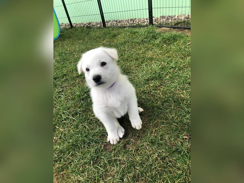Weiße Schweizer Schäferhund Welpen, Berger Blanc Suisse