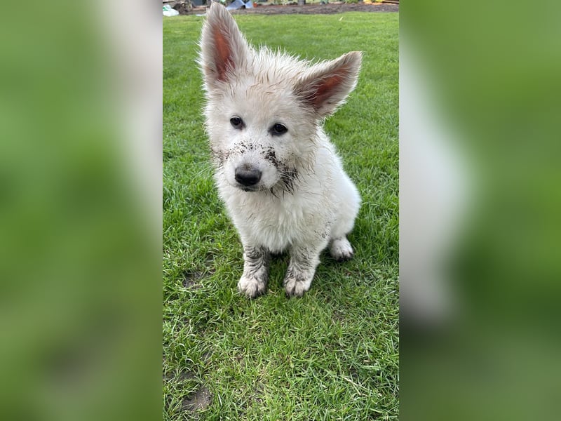 Weiße Schweizer Schäferhund Welpen, Berger Blanc Suisse