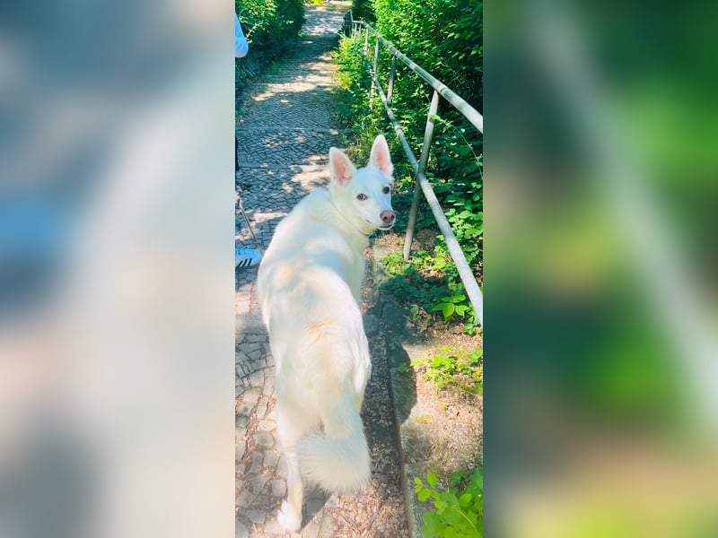 Wunderschöner FLOCKI sucht ein liebevolles Zuhause