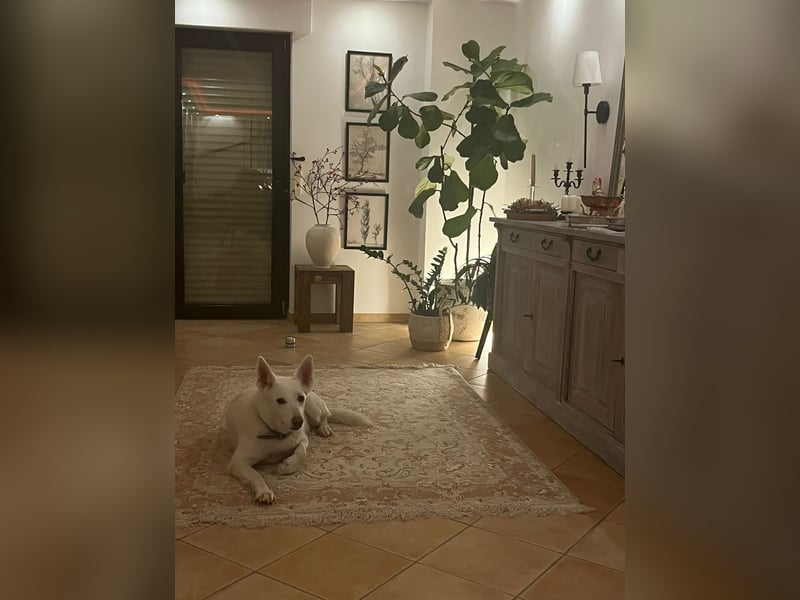 Wunderschöner FLOCKI sucht ein liebevolles Zuhause