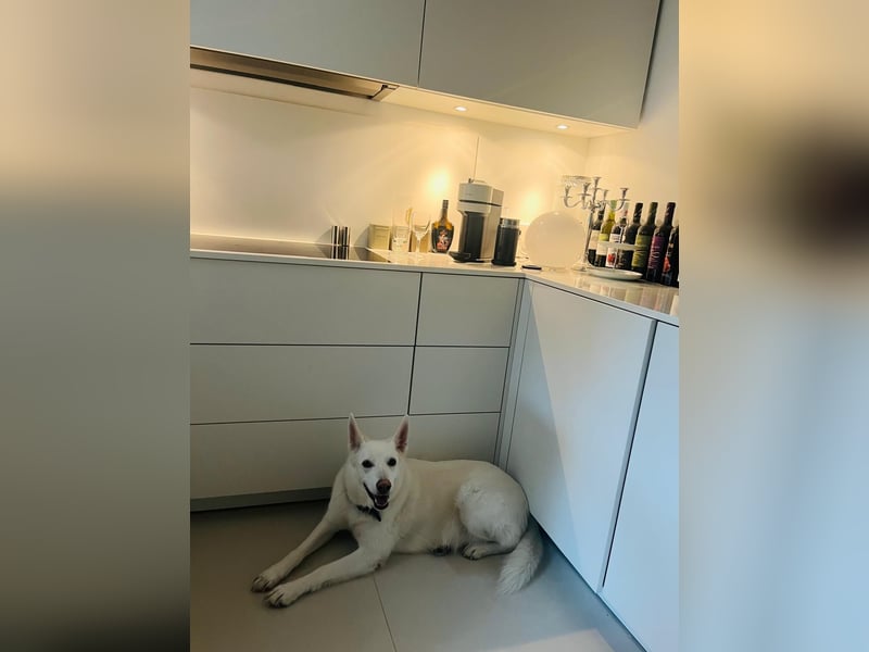 Wunderschöner FLOCKI sucht ein liebevolles Zuhause