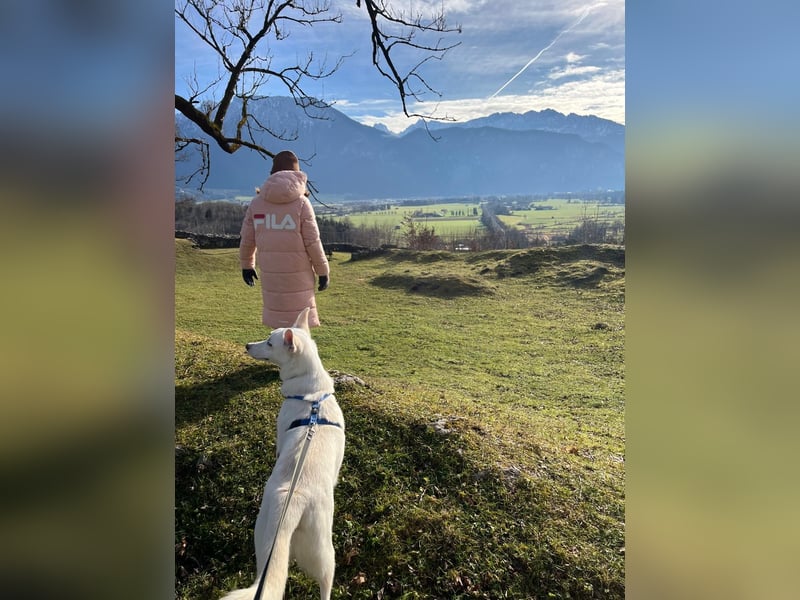 Wunderschöner FLOCKI sucht ein liebevolles Zuhause