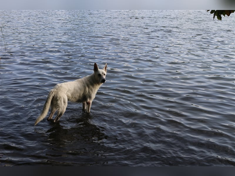 Erfahrener Deckrüde Schweizer Schäferhund (Kein Verkauf)
