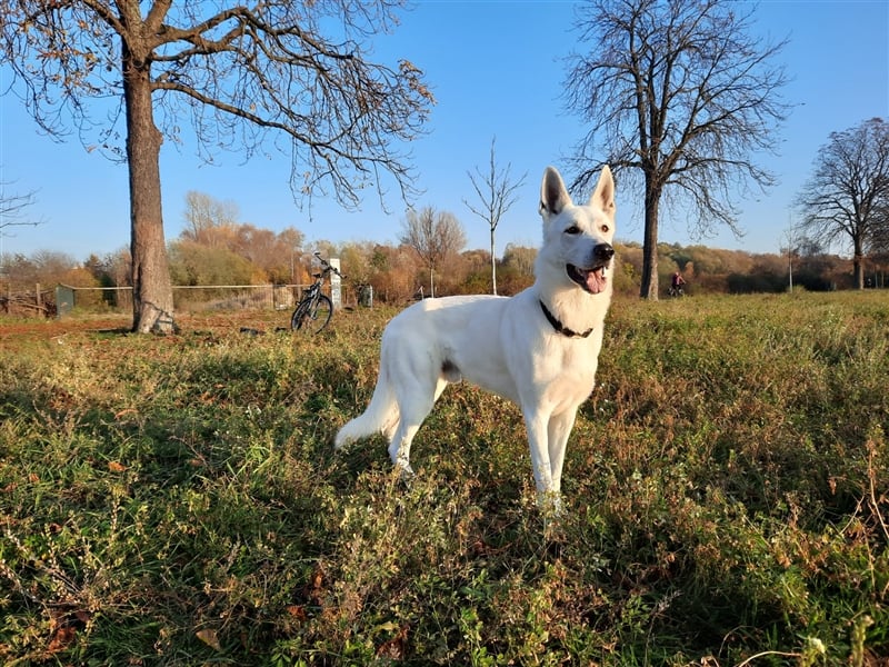 Erfahrener Deckrüde Schweizer Schäferhund (Kein Verkauf)