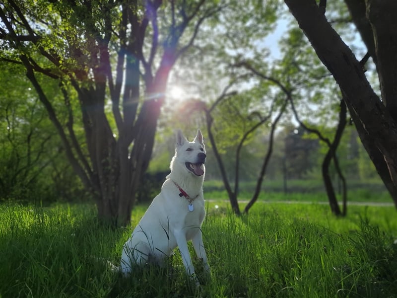 Erfahrener Deckrüde Schweizer Schäferhund (Kein Verkauf)