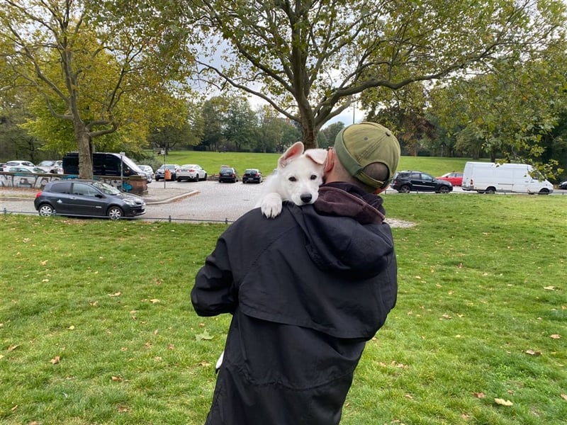 Erfahrener Deckrüde Schweizer Schäferhund (Kein Verkauf)