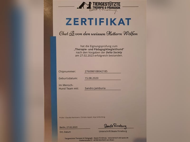 Erfahrener Deckrüde Schweizer Schäferhund (Kein Verkauf)