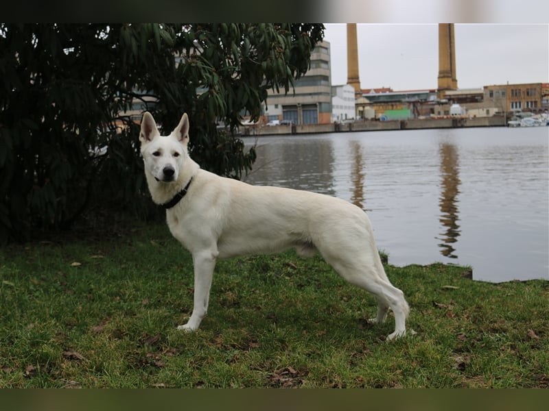 Erfahrener Deckrüde Schweizer Schäferhund (Kein Verkauf)