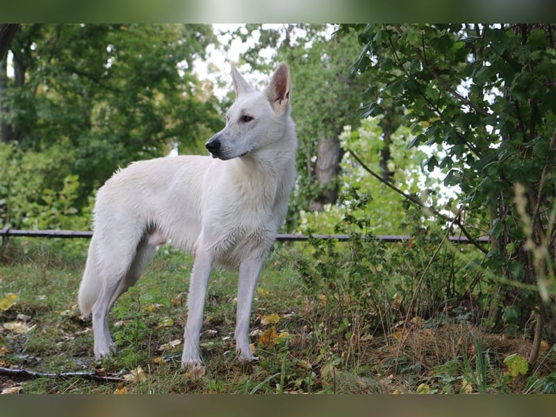 Erfahrener Deckrüde Schweizer Schäferhund (Kein Verkauf)