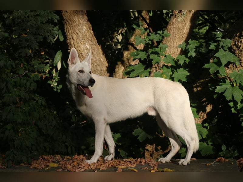 Erfahrener Deckrüde Schweizer Schäferhund (Kein Verkauf)