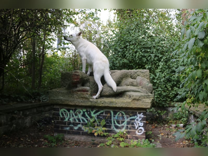 Erfahrener Deckrüde Schweizer Schäferhund (Kein Verkauf)