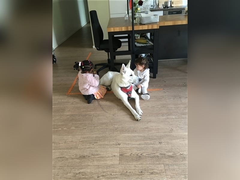 Erfahrener Deckrüde Schweizer Schäferhund (Kein Verkauf)