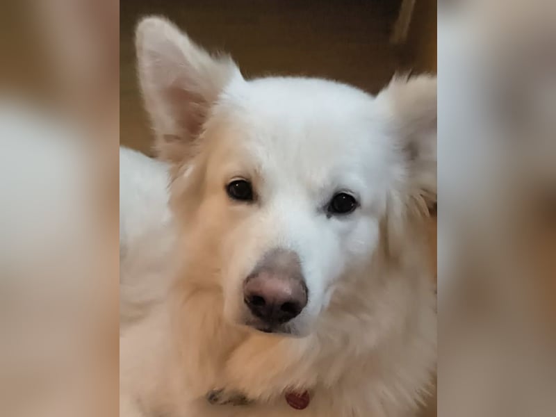 Weißer Schäferhund Rüde mit kl. Handicap
