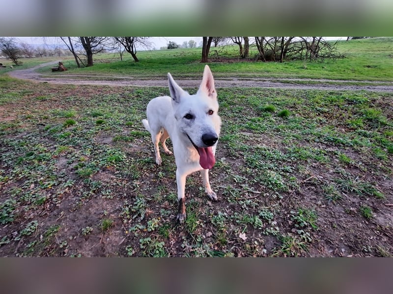 Erfahrener Deckrüde Schweizer Schäferhund (Kein Verkauf)