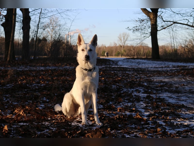 Erfahrener Deckrüde Schweizer Schäferhund (Kein Verkauf)