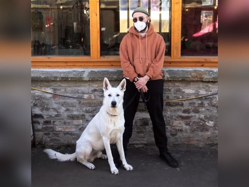 Erfahrener Deckrüde Schweizer Schäferhund (Kein Verkauf)