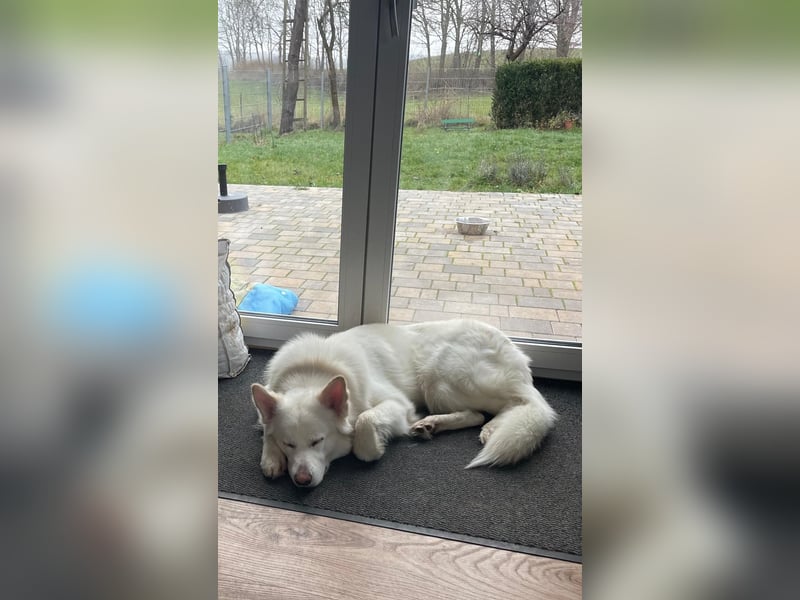 Weißer Schäferhund Rüde mit kl. Handicap