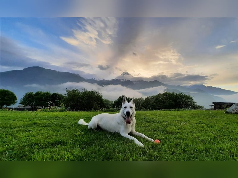 Erfahrener Deckrüde Schweizer Schäferhund (Kein Verkauf)