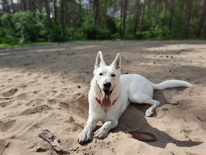 Erfahrener Deckrüde Schweizer Schäferhund (Kein Verkauf)