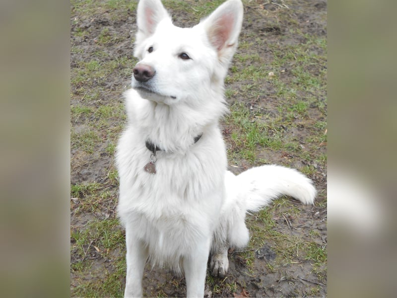 Weißer Schweizer Schäferhund Deckrüde