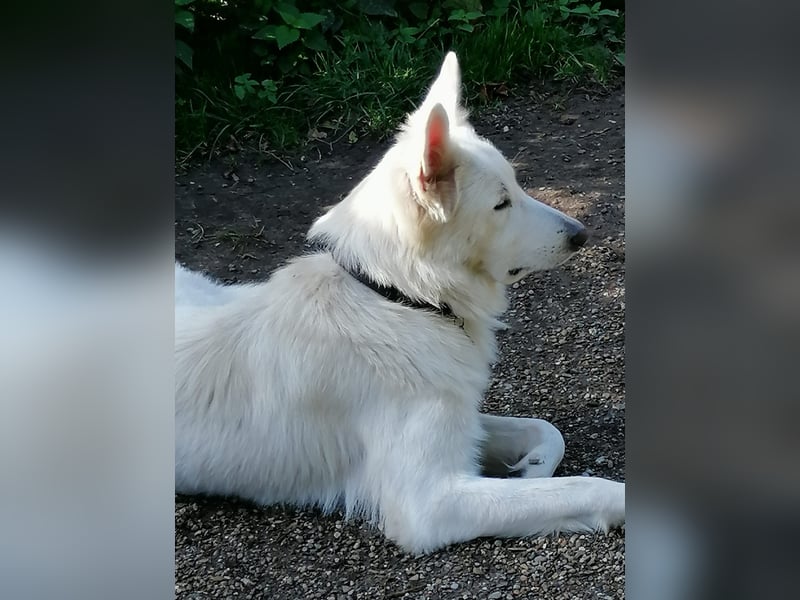 Weißer Schweizer Schäferhund Deckrüde