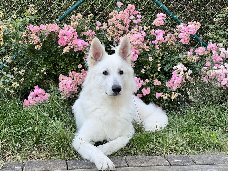 Weißer Schäferhund – 1,5 Jahre – Familienfreundlich, Gehorsam & Hauswächter