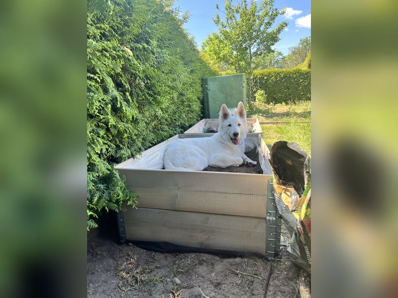 Weißer Schäferhund – 1,5 Jahre – Familienfreundlich, Gehorsam & Hauswächter