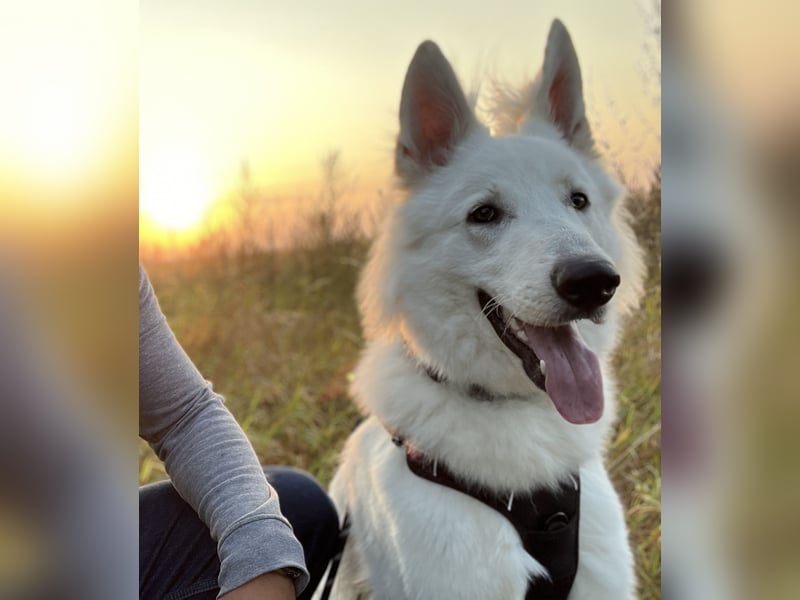 Weißer Schäferhund – 1,5 Jahre – Familienfreundlich, Gehorsam & Hauswächter