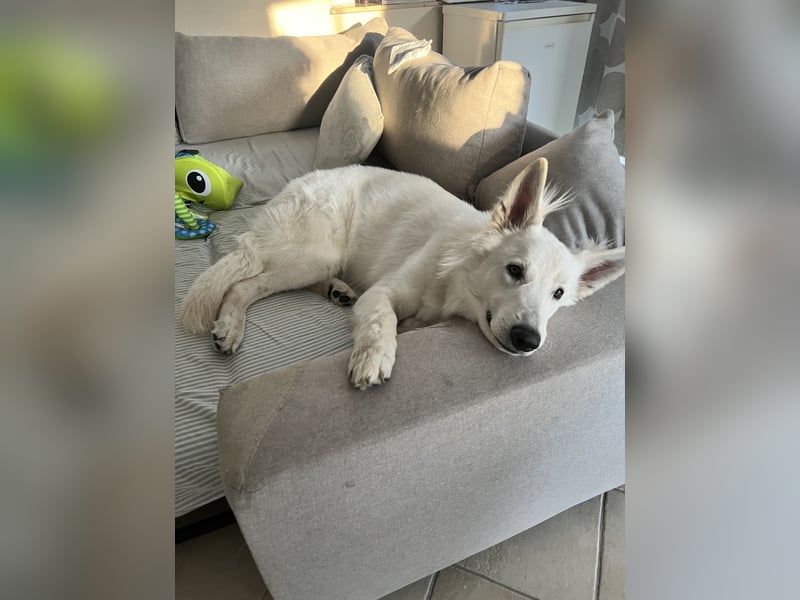 Weißer Schäferhund – 1,5 Jahre – Familienfreundlich, Gehorsam & Hauswächter