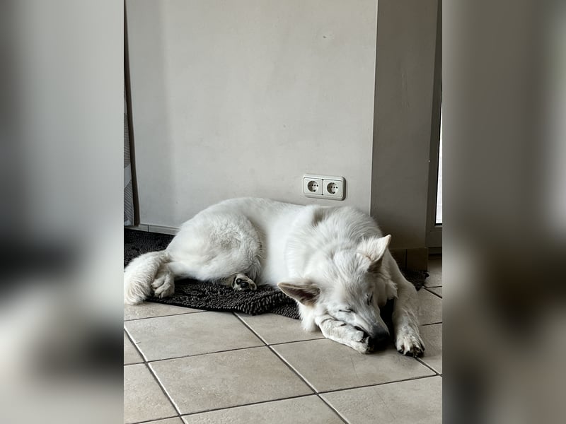 Weißer Schäferhund – 1,5 Jahre – Familienfreundlich, Gehorsam & Hauswächter