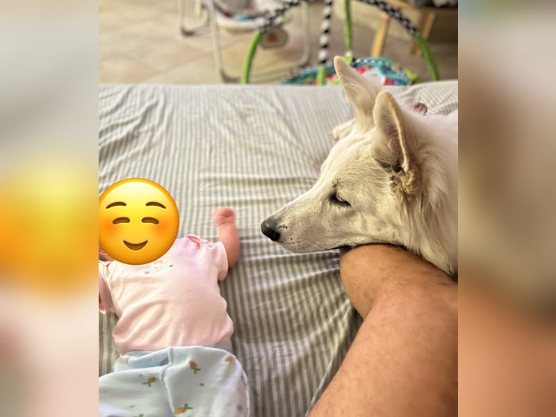Weißer Schäferhund – 1,5 Jahre – Familienfreundlich, Gehorsam & Hauswächter