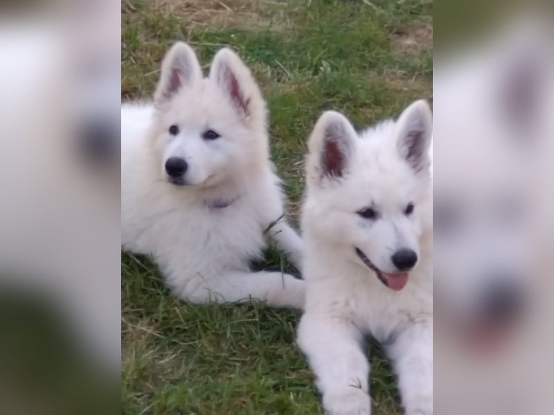 Weiße Schäferhundwelpen - Herzensbrecher für Familie, Sport und Show