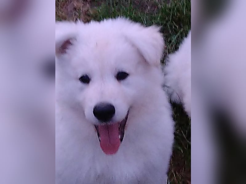 Weiße Schäferhundwelpen - Herzensbrecher für Familie, Sport und Show
