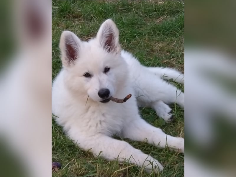 Weiße Schäferhundwelpen - Herzensbrecher für Familie, Sport und Show
