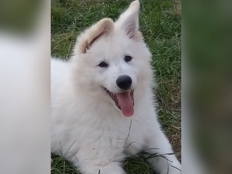 Weiße Schäferhundwelpen - Herzensbrecher für Familie, Sport und Show