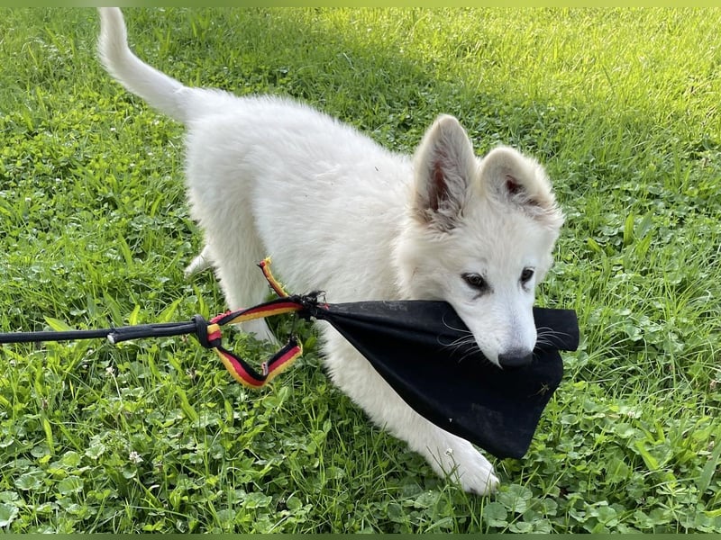 Weiße Schäferhundwelpen - Herzensbrecher für Familie, Sport und Show