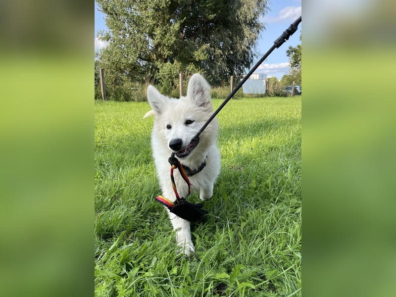 Weiße Schäferhundwelpen - Herzensbrecher für Familie, Sport und Show