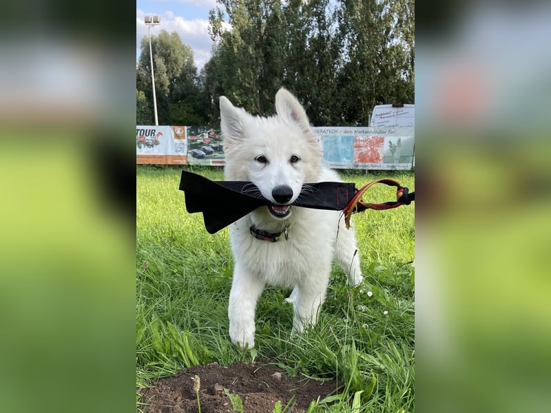 Weiße Schäferhundwelpen - Herzensbrecher für Familie, Sport und Show