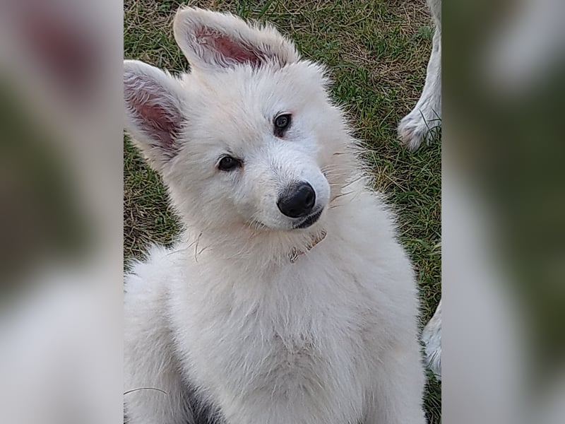 Weiße Schäferhundwelpen - Herzensbrecher für Familie, Sport und Show